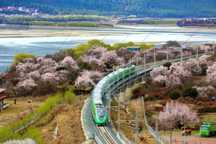 高原列車(chē)穿行雪域花海